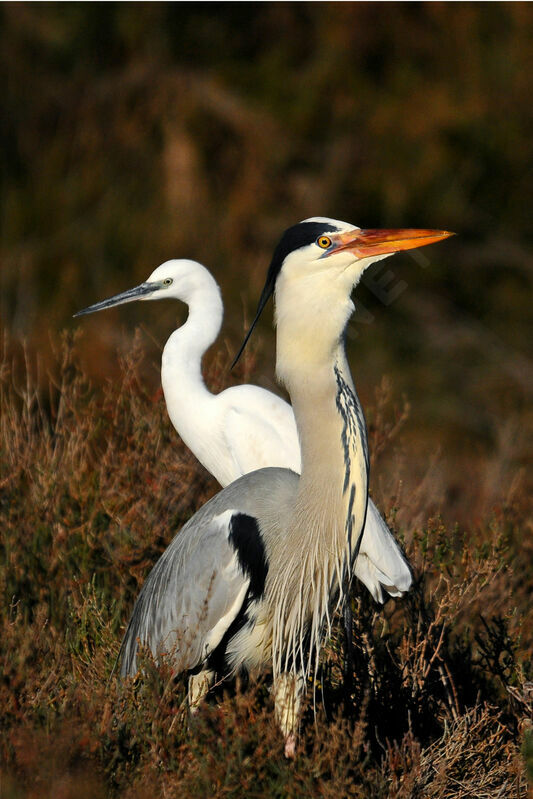 Grey Heron