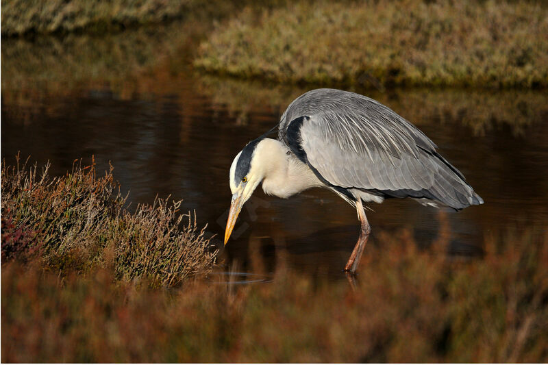 Grey Heron