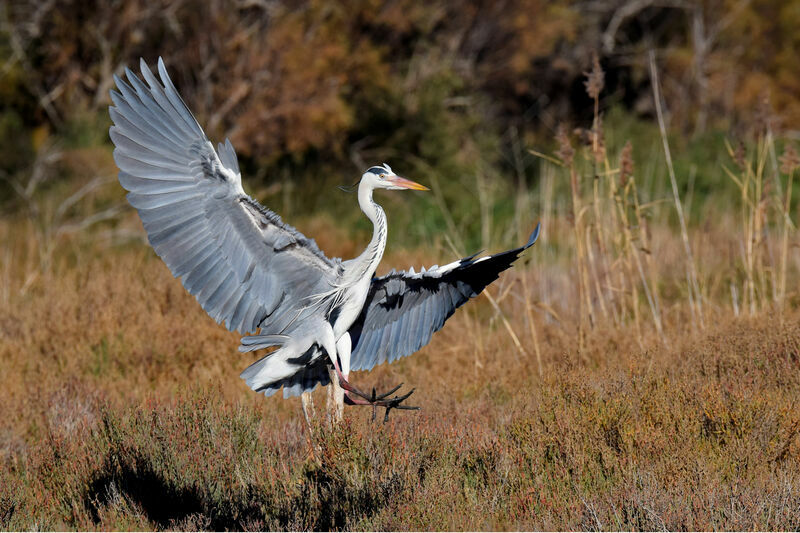 Grey Heron