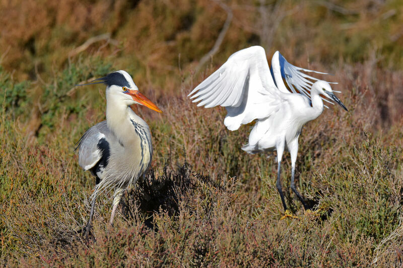 Grey Heron