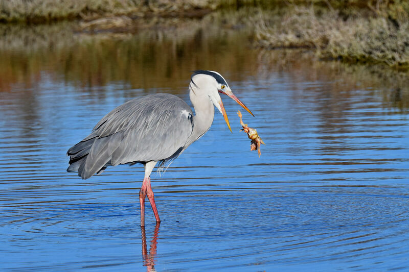 Grey Heron