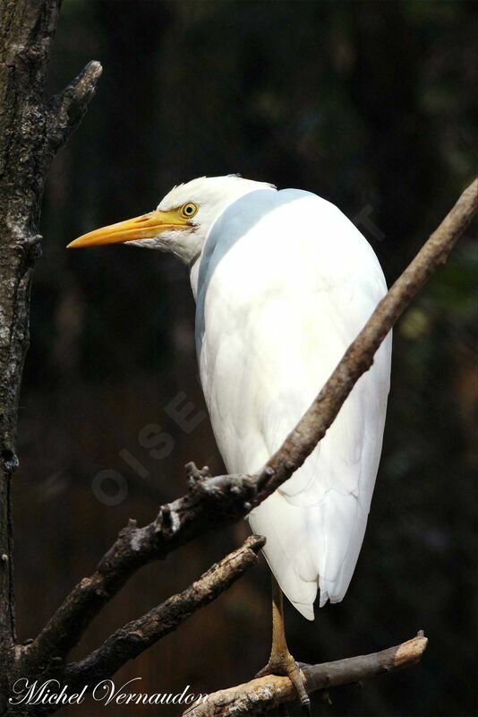 Western Cattle Egretadult