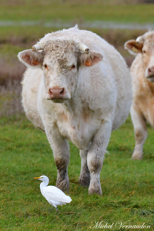 Western Cattle Egret