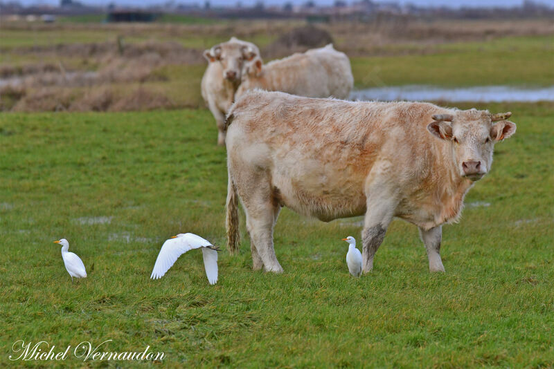 Western Cattle Egret