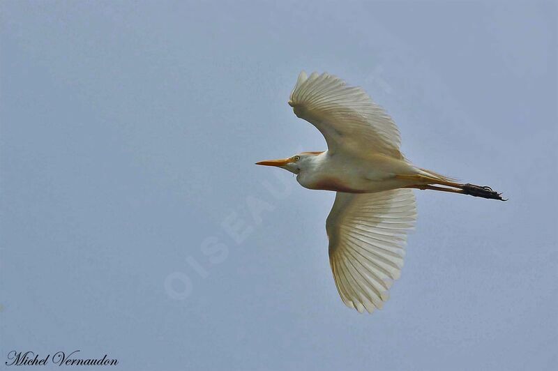 Western Cattle Egret