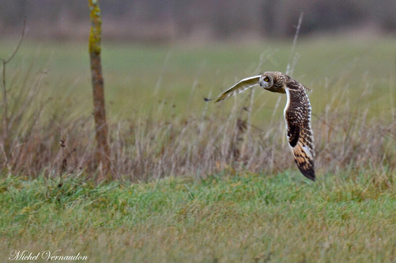 Hibou des maraisadulte