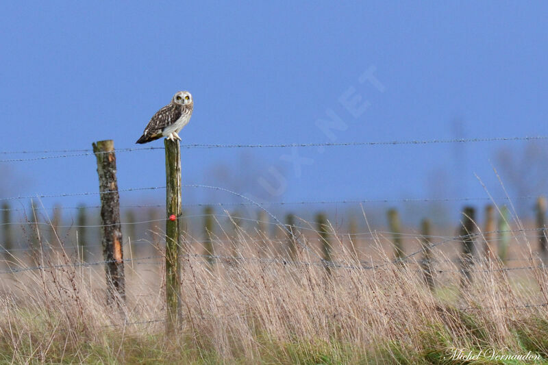 Hibou des maraisadulte