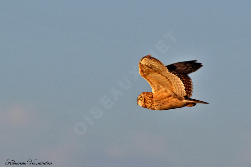 Hibou des maraisadulte