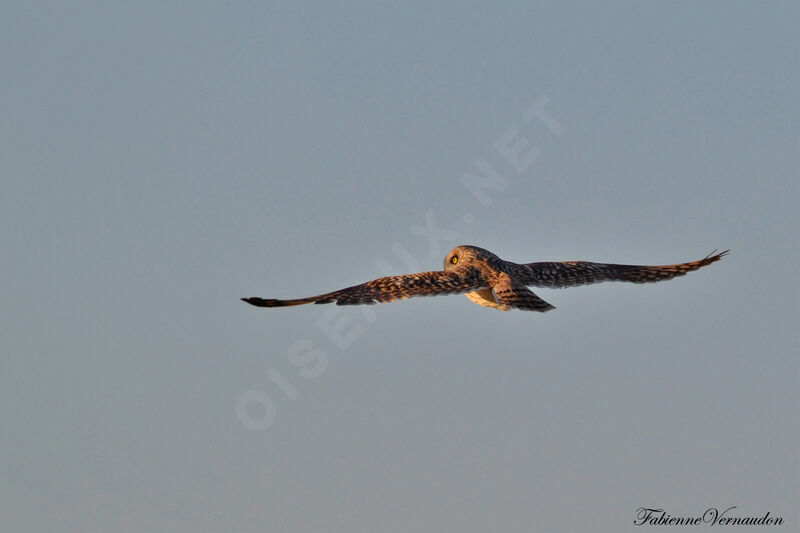 Hibou des maraisadulte