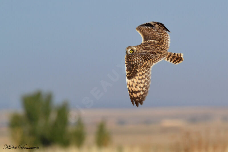 Hibou des marais