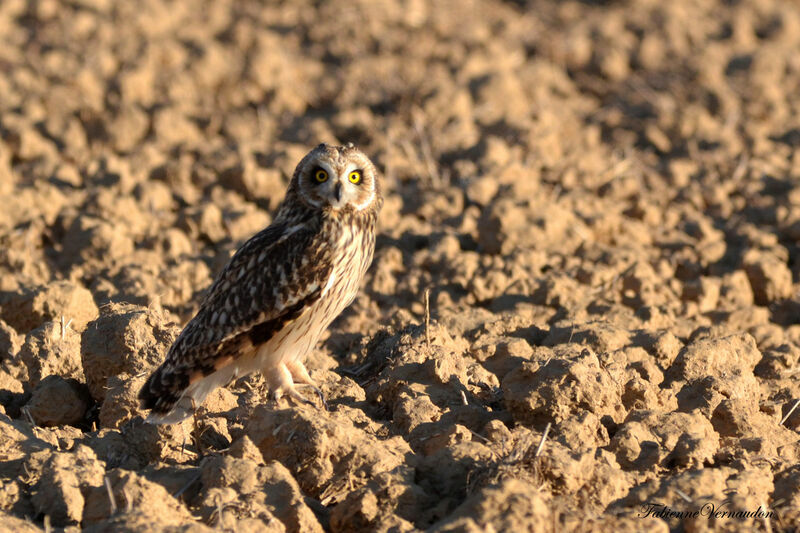 Hibou des marais