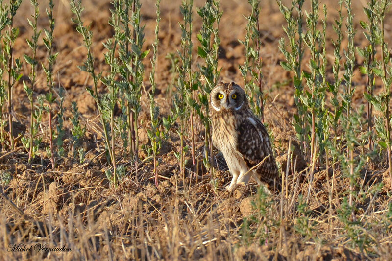 Short-eared Owl