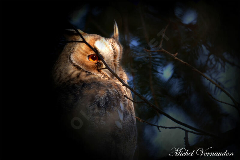 Long-eared Owl