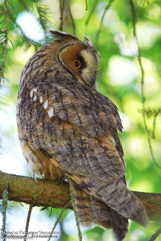 Long-eared Owladult, pigmentation