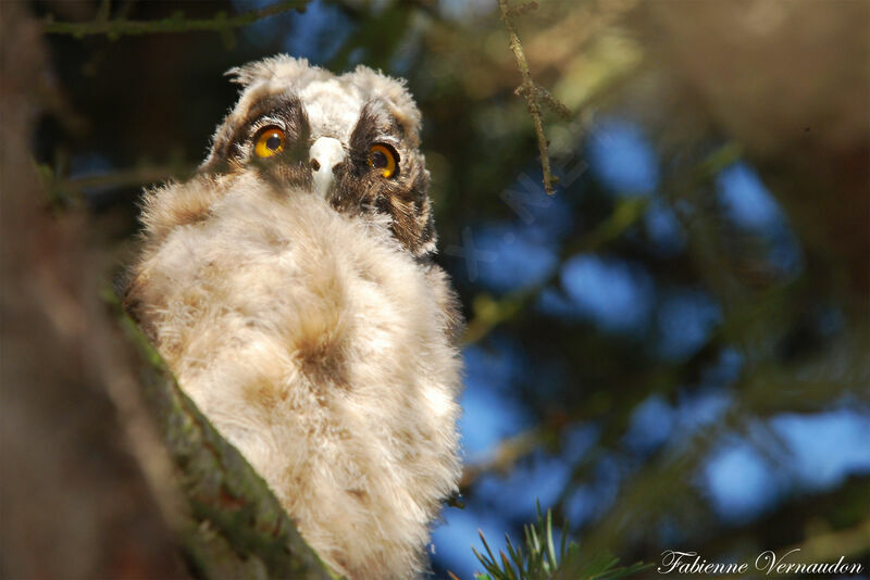 Hibou moyen-duc