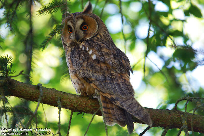 Long-eared Owladult, identification