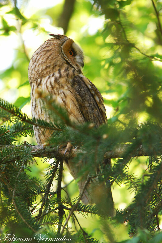 Long-eared Owladult