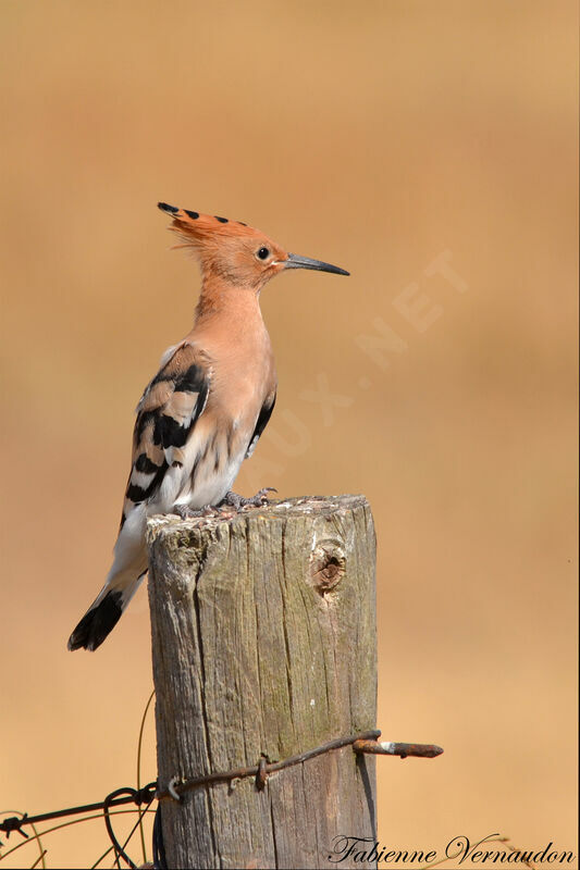 Eurasian Hoopoe