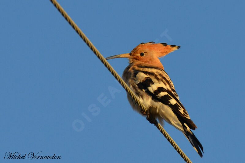 Eurasian Hoopoe