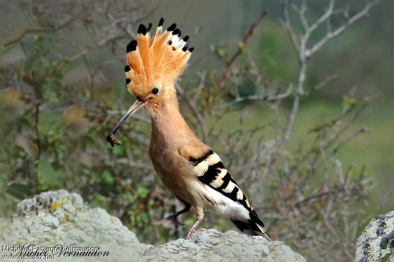 Huppe fasciéeadulte, régime