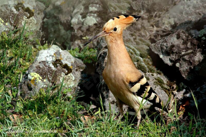 Eurasian Hoopoe