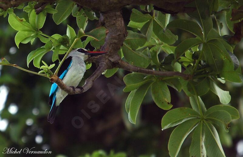 Woodland Kingfisher