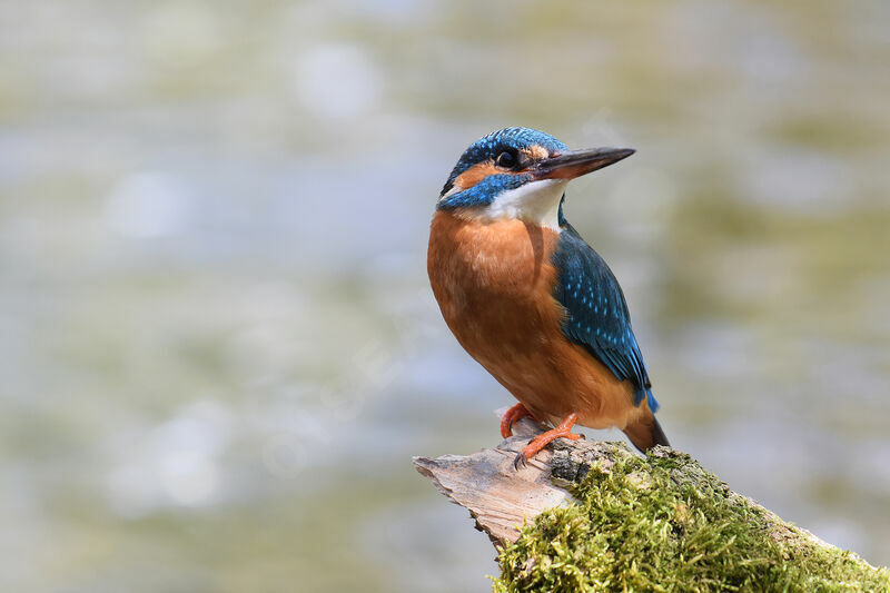 Common Kingfisher female adult