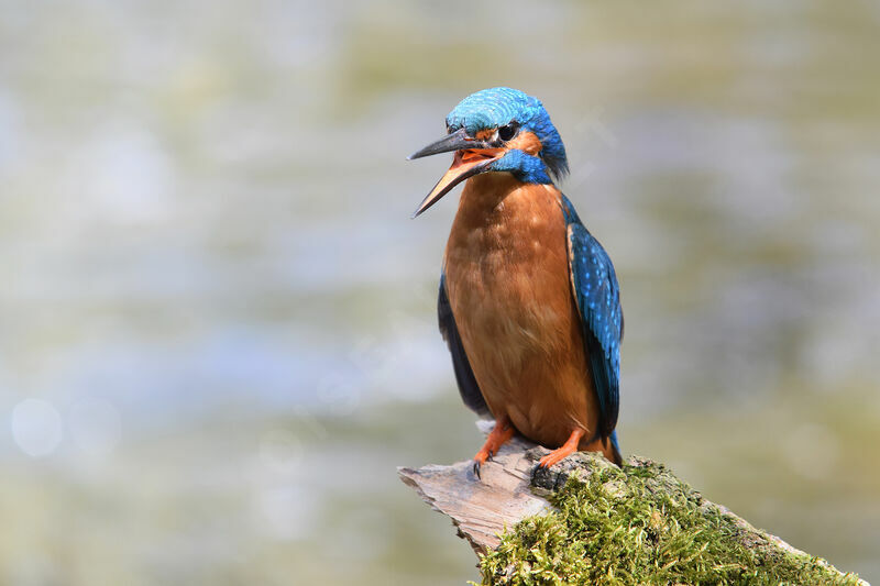 Common Kingfisher male adult