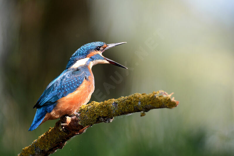 Common Kingfisheradult