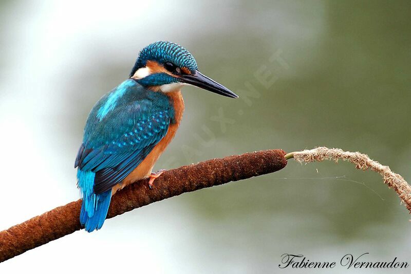 Common Kingfisheradult