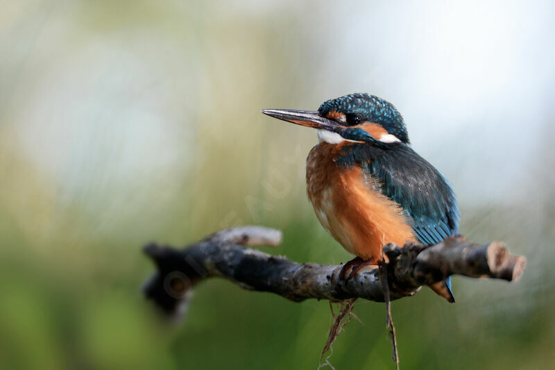 Common Kingfisher female adult