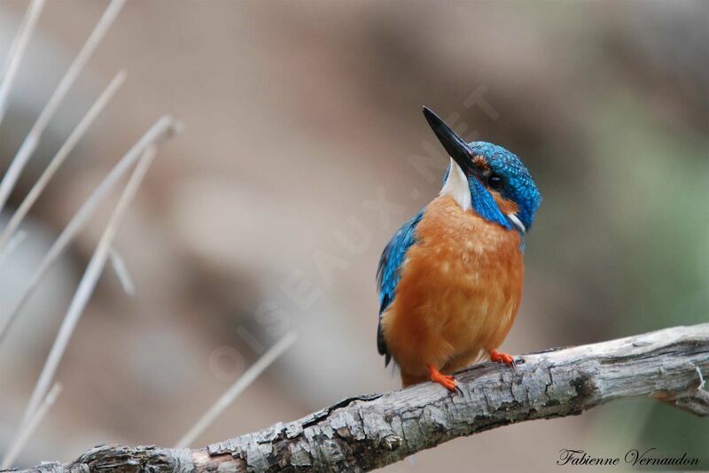 Common Kingfisheradult