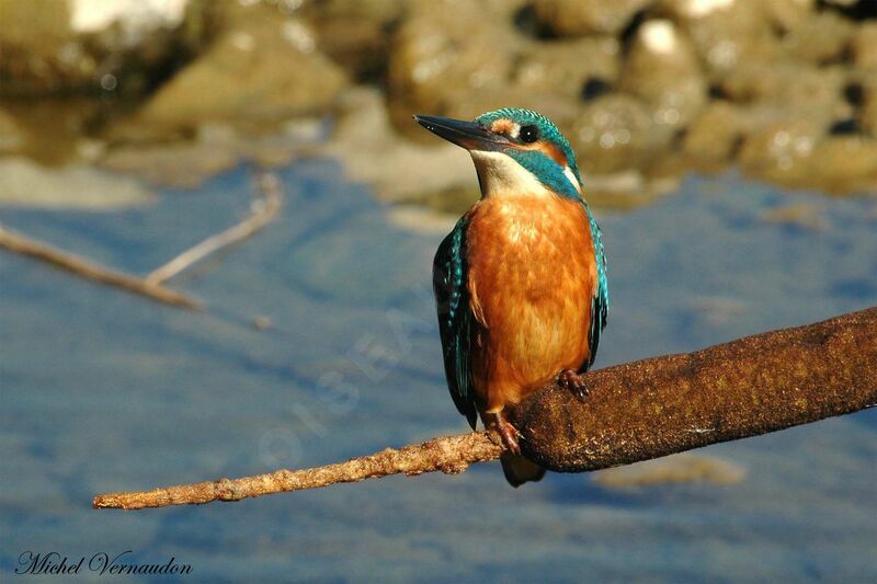 Common Kingfisheradult