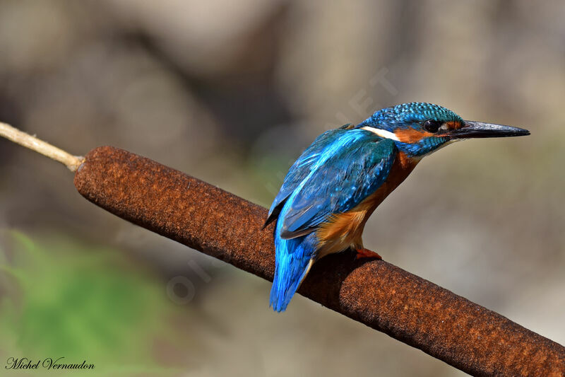 Common Kingfisher male