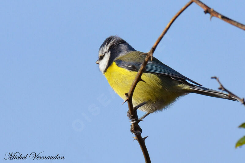 Eurasian Blue Tit