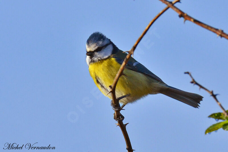 Eurasian Blue Tit