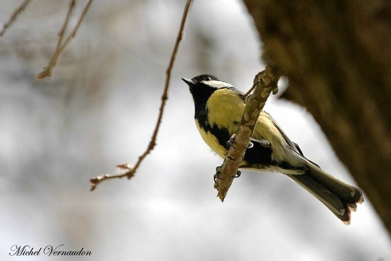 Mésange charbonnière