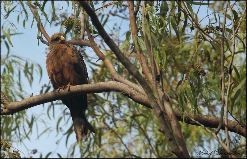 Yellow-billed Kite