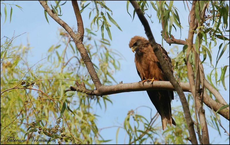 Yellow-billed Kite