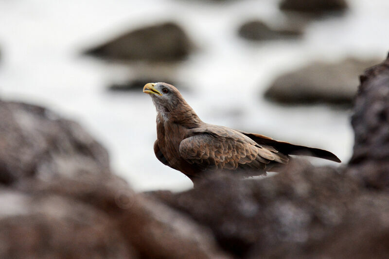 Yellow-billed Kite