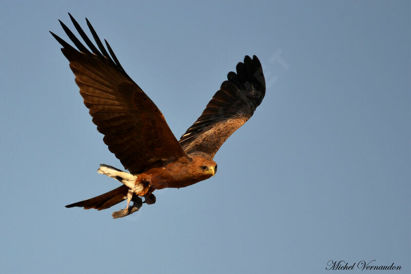 Yellow-billed Kite