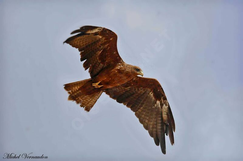 Yellow-billed Kite