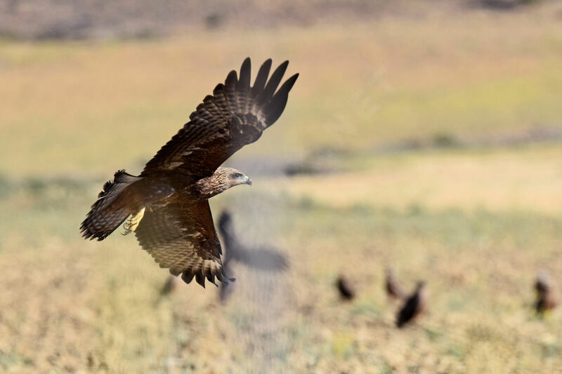 Black Kite, Flight