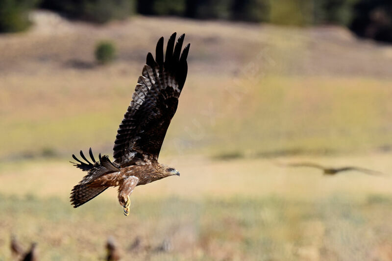 Black Kite, Flight