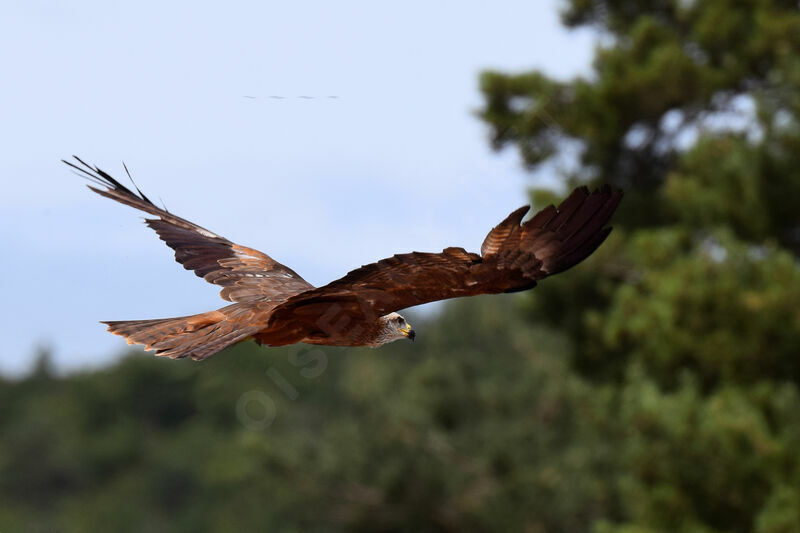 Black Kite, Flight