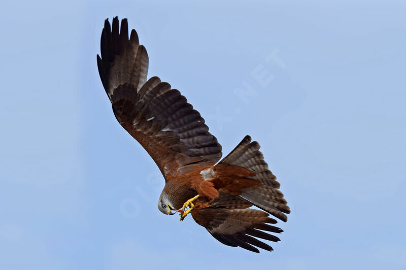 Black Kite, Flight, eats