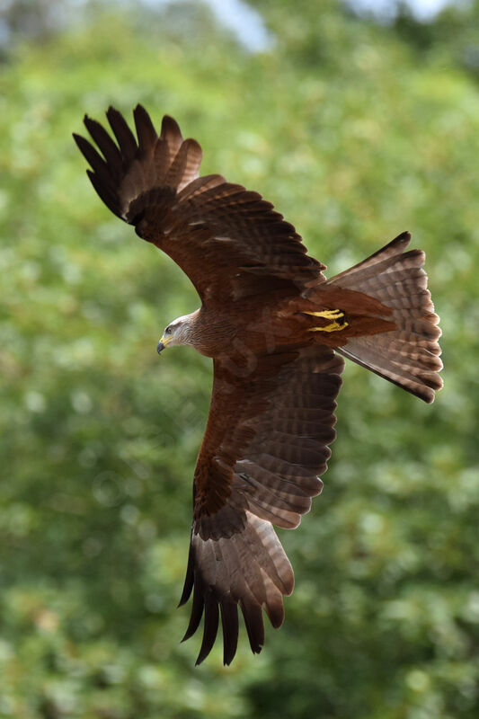 Black Kite, Flight