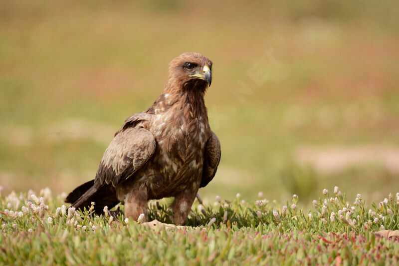 Black Kite