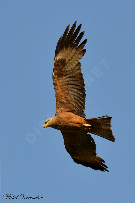 Black Kite