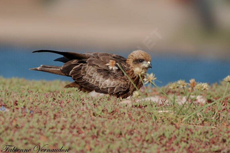 Black Kite